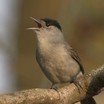 Blackcap